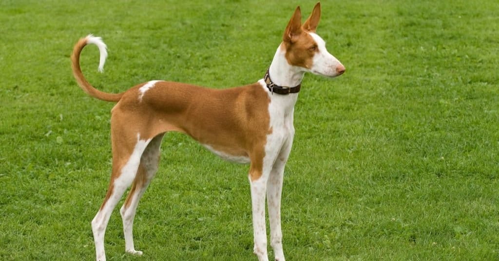 Ibizan Hound standing posed to perfection