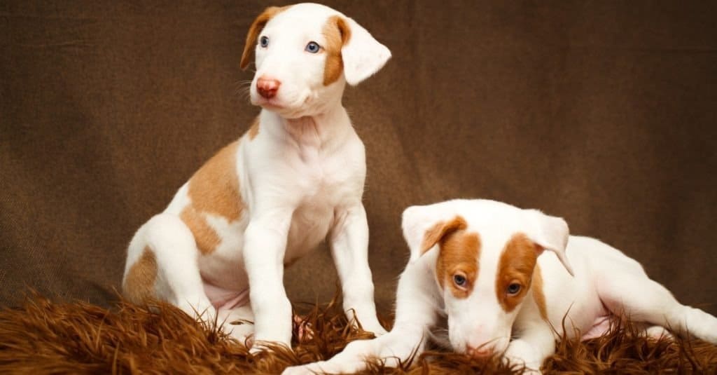 Ibizan Hound Puppies