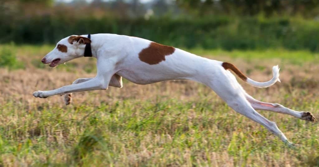 Ibizan Hound Dog Breed Complete Guide | AZ Animals