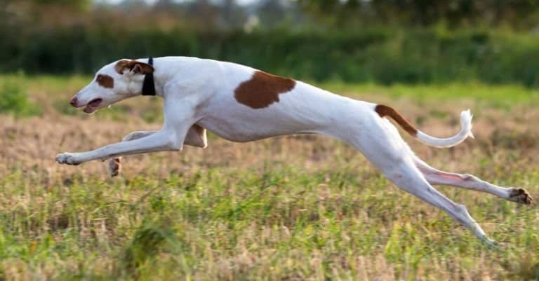 Ibizan Hound dog coursing run in field