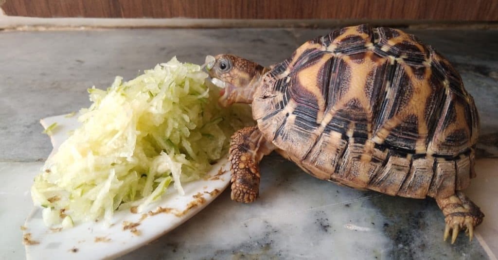 Indian baby star tortoise eating food.