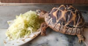 Indian Star Tortoise Animal Facts - Geochelone elegans - A-Z Animals