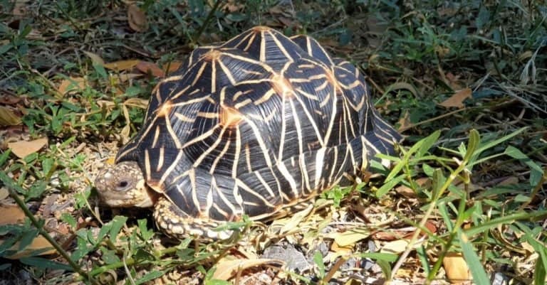 Indian star tortoise feeding