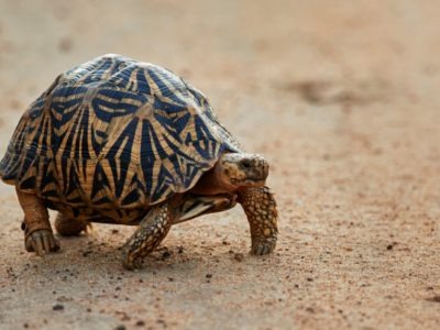 Indian Star Tortoise Animal Facts | Geochelone elegans | AZ Animals