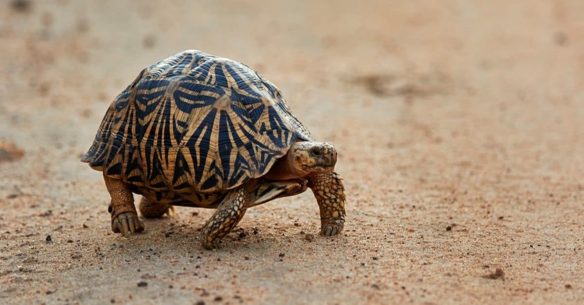 Indian star tortoise walking on the road