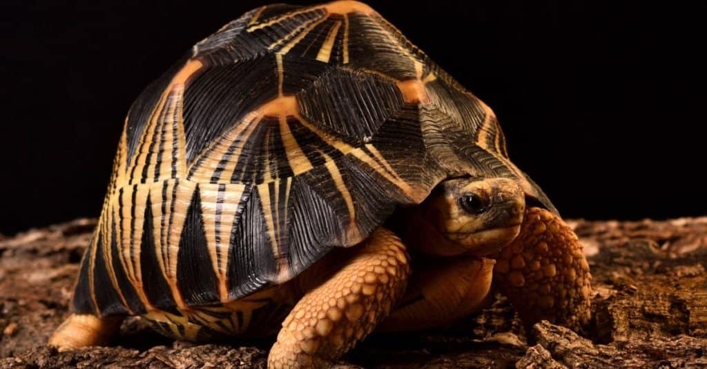Indian star tortoise Geochelone elegans, a common "exotic" pet reptile