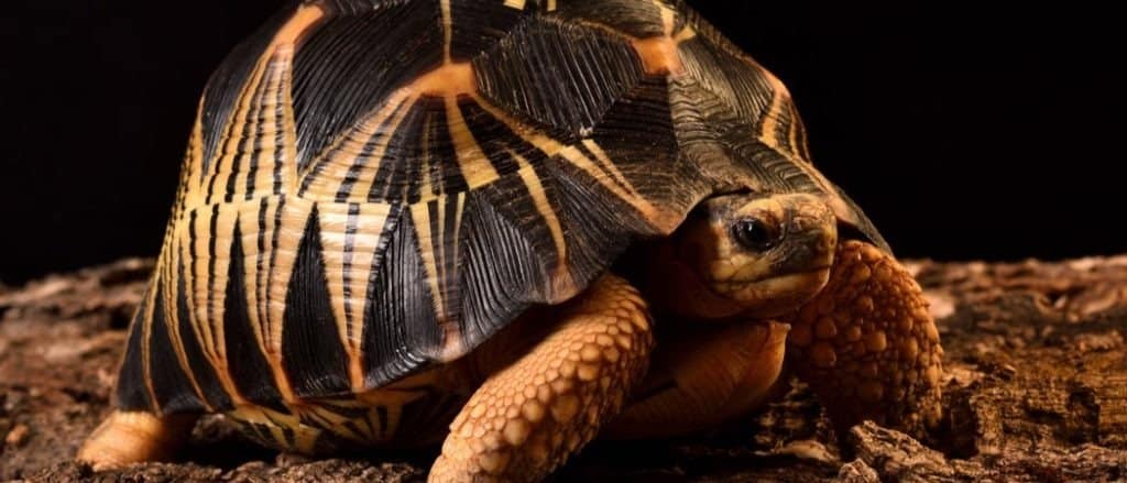 Indian star tortoise Geochelone elegans (Testudines; Testudinidae), a common "exotic" pet reptile