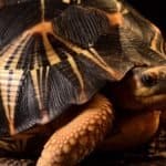 Indian star tortoise
