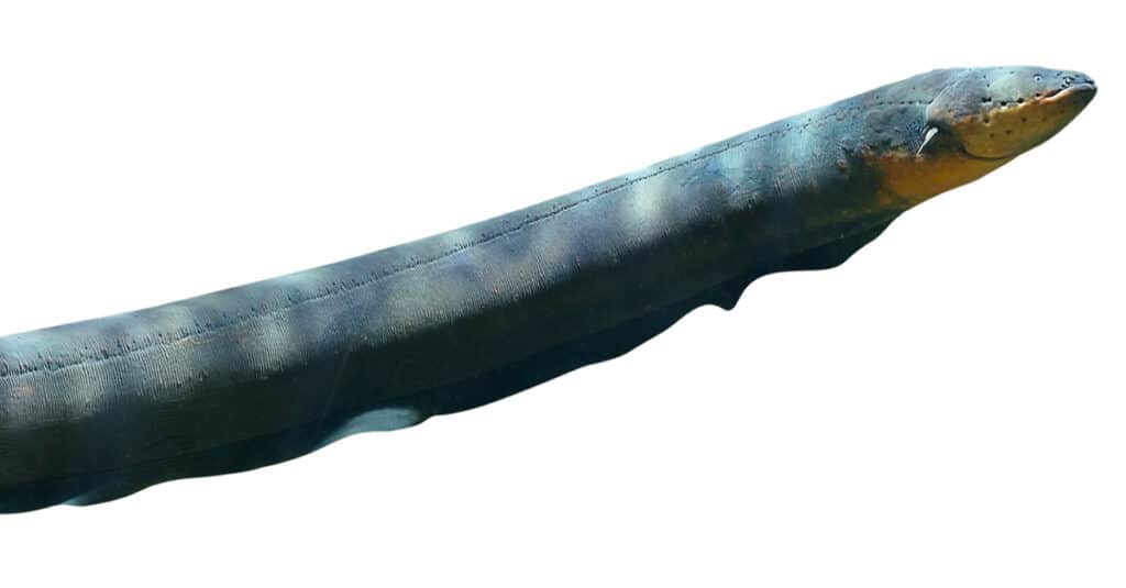 Isolated Electric Eel