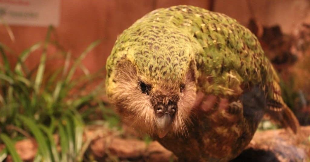 Kakapo Parrot Endemic to New Zealand
