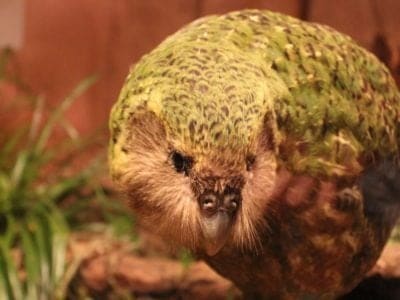 A Kakapo