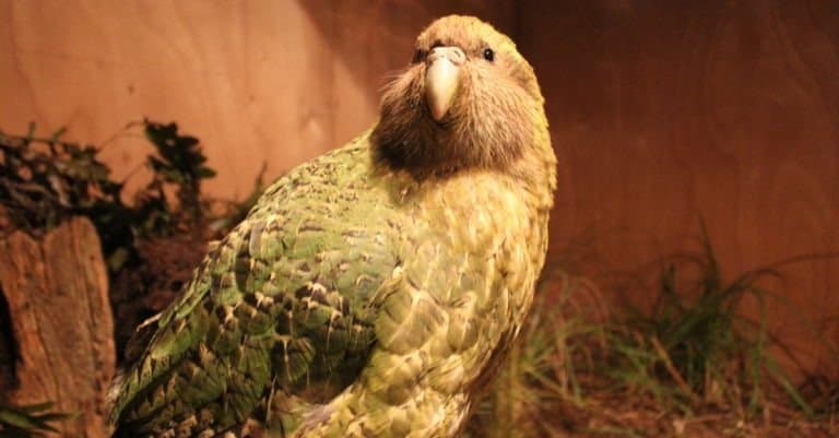 Kakapo Parrot Endemic to New Zealand