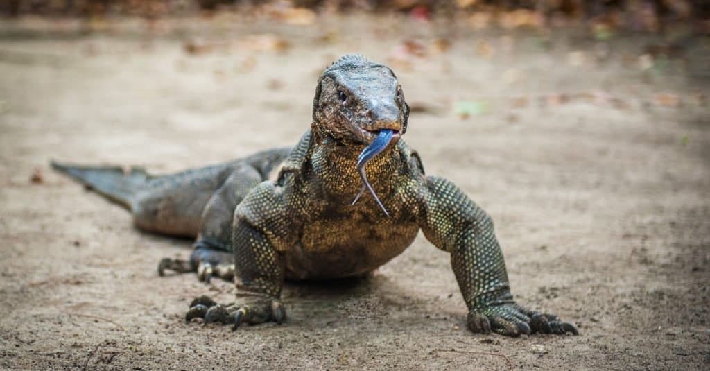 Monitor Lizard in the Borneo island