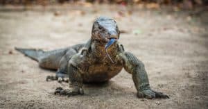 Watch Huge Lizards and Monkeys Launch Into an Epic Battle Over Free Food Picture