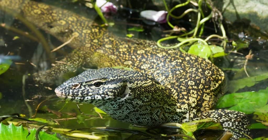 Một con thằn lằn sông Nile (Varanus niloticus) đang đi qua một cái ao bị nghẹt bởi những bông súng