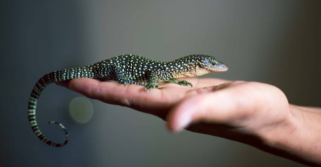 newly hatched monitor lizard on hand