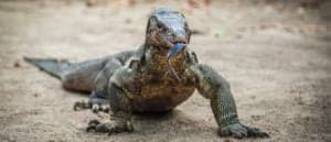 Are Monitor Lizards Dangerous? Picture