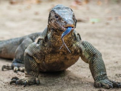 A Monitor Lizard