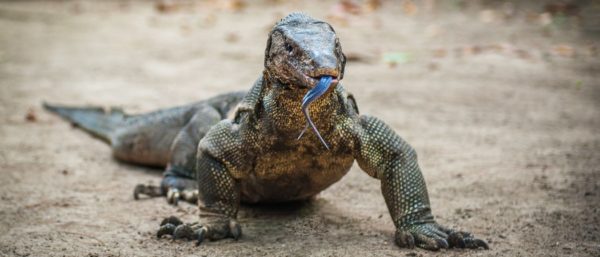 Are Monitor Lizards Dangerous? - A-Z Animals