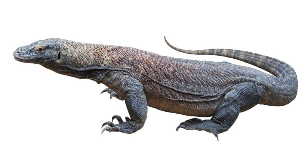 Monitor lizard isolated on white background