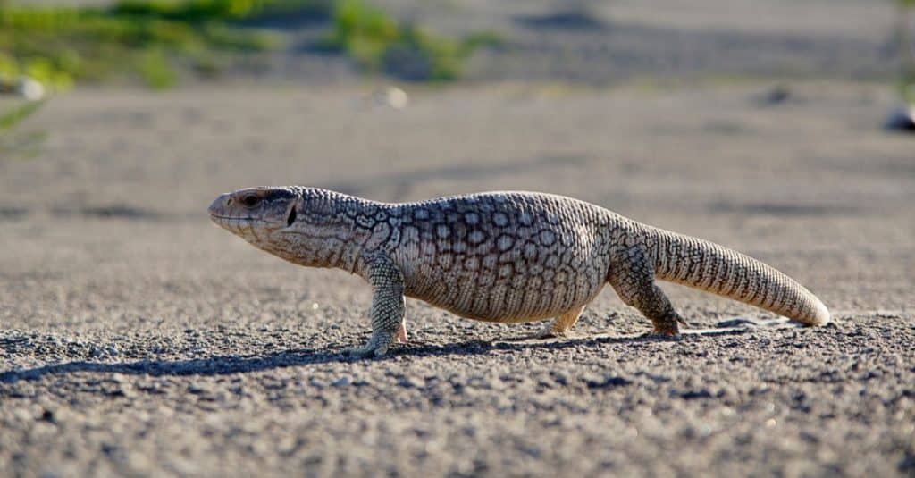 The savannah monitor lizard (Varanus exanthematicus) is a medium-sized species of monitor lizard native to Africa.