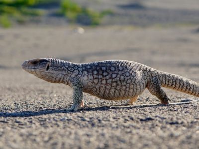 A Varanus polydaedalus