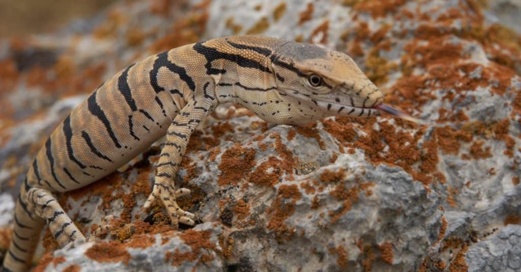 Young desert monitor lizard (Varanus griseus). Kyzylkum desert, Uzbekistan.