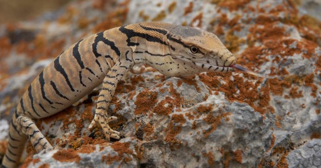 Nile monitor lizards, the aggressive, invasive beasts will eat anything