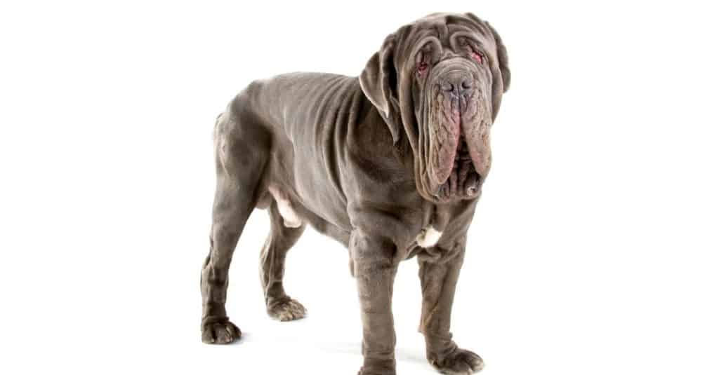 Neapolitan Mastiff isolated