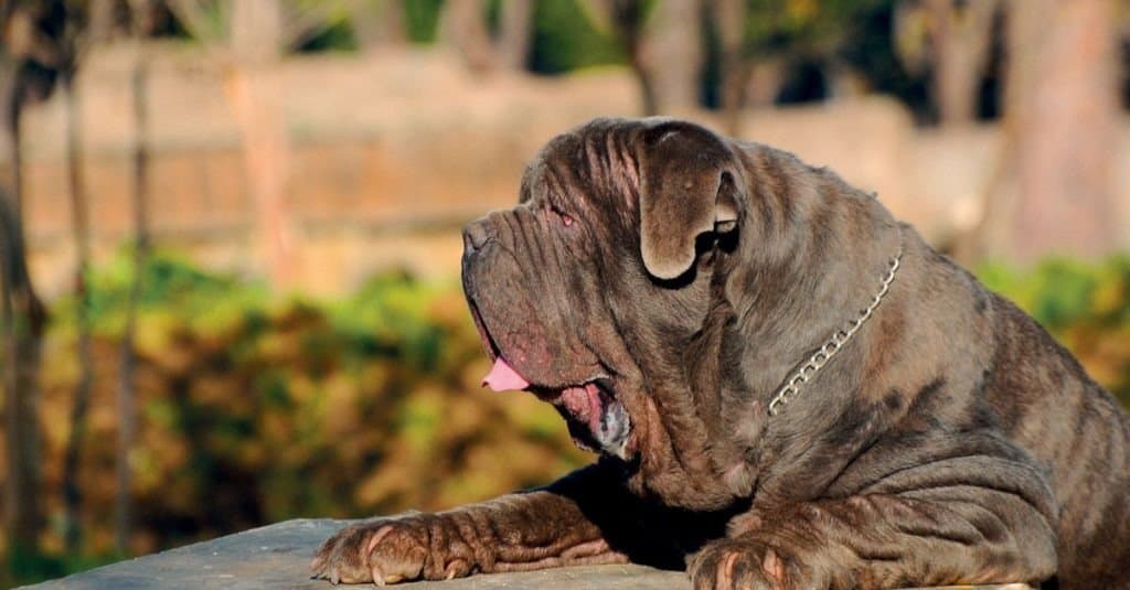 Portrait picture of a Neapolitan Mastiff outdoors