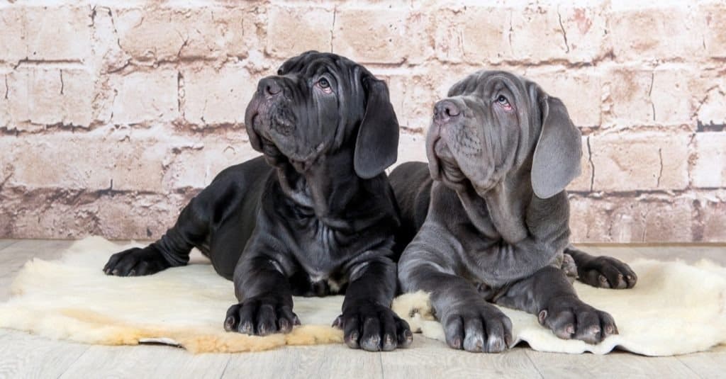 Gray sales mastiff puppies