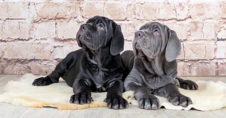 Grey, black and brown puppies, Neapolitan Mastiff