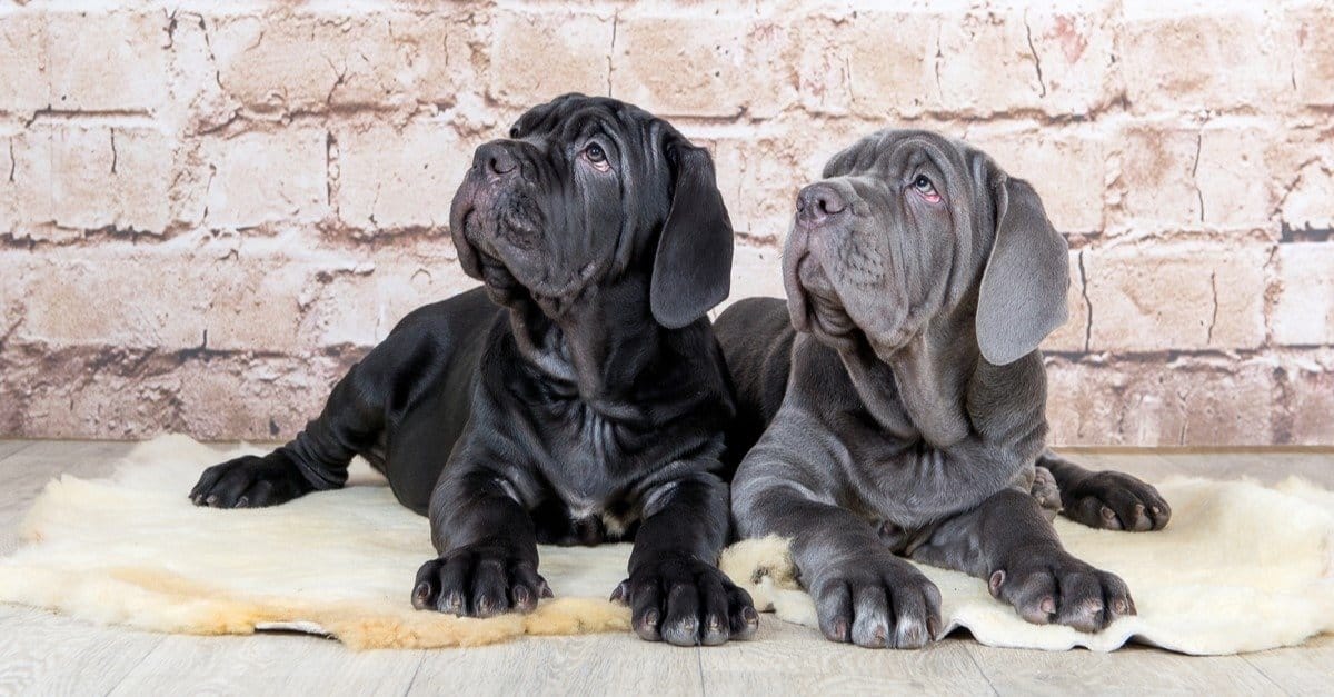 neapolitan mastiff dogs