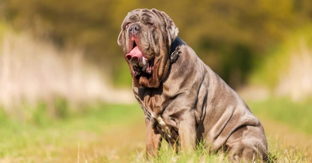 Neapolitan Mastiff sitting outdoors