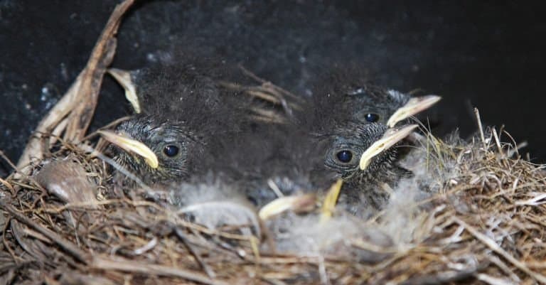 Newborn baby Nightingale birds in the nest