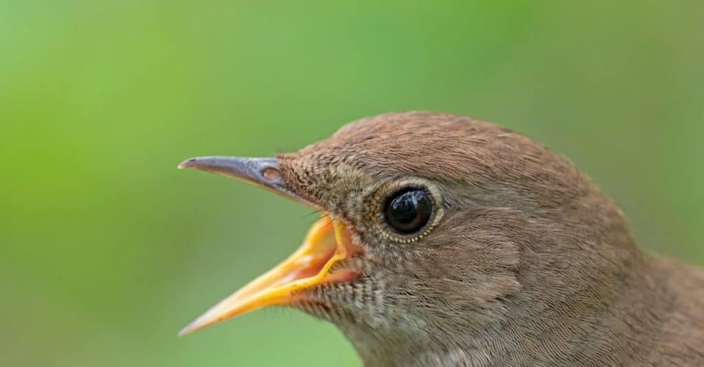The thrush nightingale (Luscinia luscinia), also known as the sprosser, is a small passerine bird