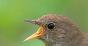 Nightingale - A-Z Animals