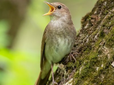 Nightingale Bird Facts - Az Animals