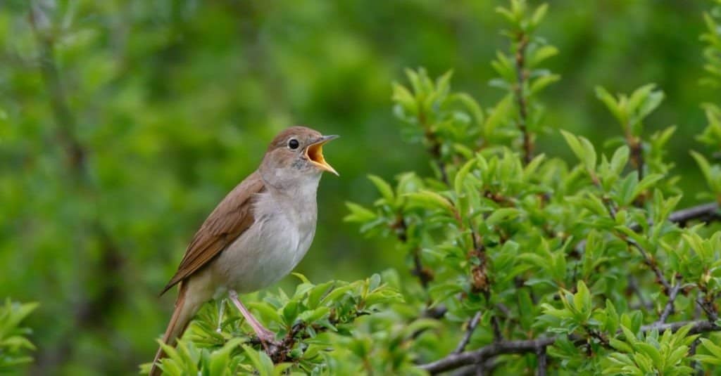 Nightingale in tree singing
