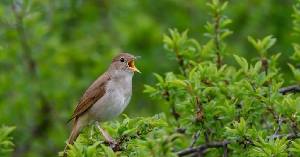 nightingale-animal-pictures-a-z-animals