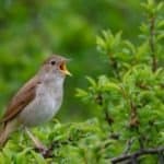 Common nightingale