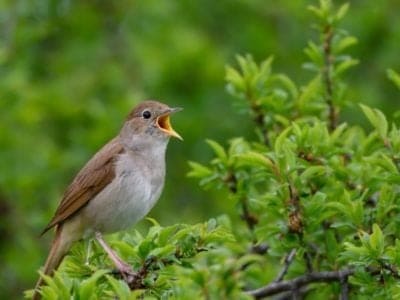 A Nightingale