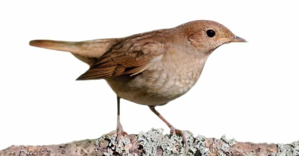 Thrush nightingale (Luscinia luscinia) on white background