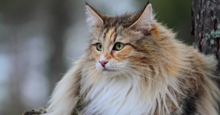 Norwegian forest cat in the forest.