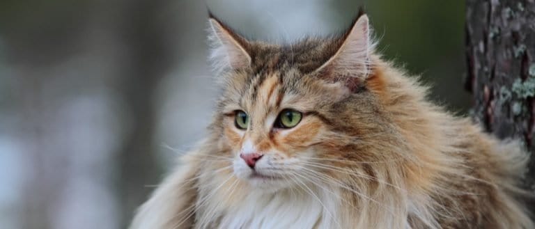 Norwegian forest cat in the forest
