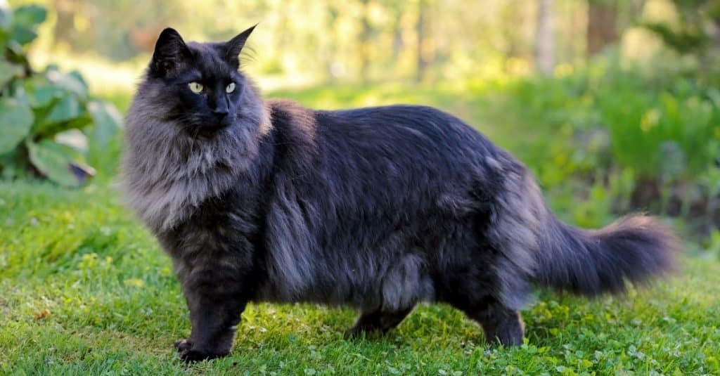 Beautiful Italian Cat Names - Young Norwegian forest cat standing in a garden.