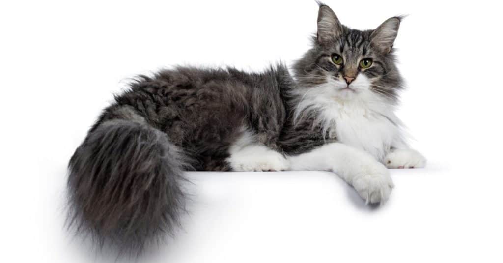 grey and white norwegian forest cat