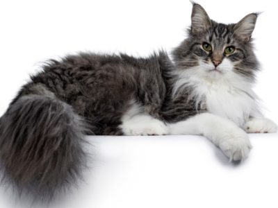 Norwegian Forest Cat Breed Complete Guide | AZ Animals