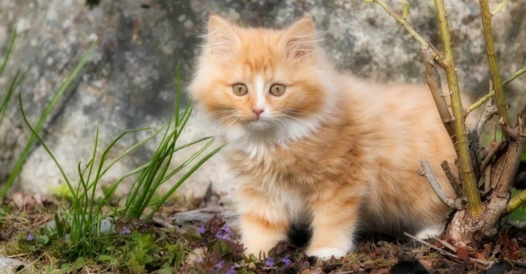 Cute Norwegian Forest Cat kitten playing outside.