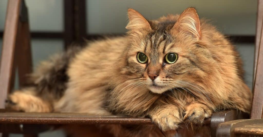 Beautiful brown fluffy Norwegian forest cat lying on a chair.